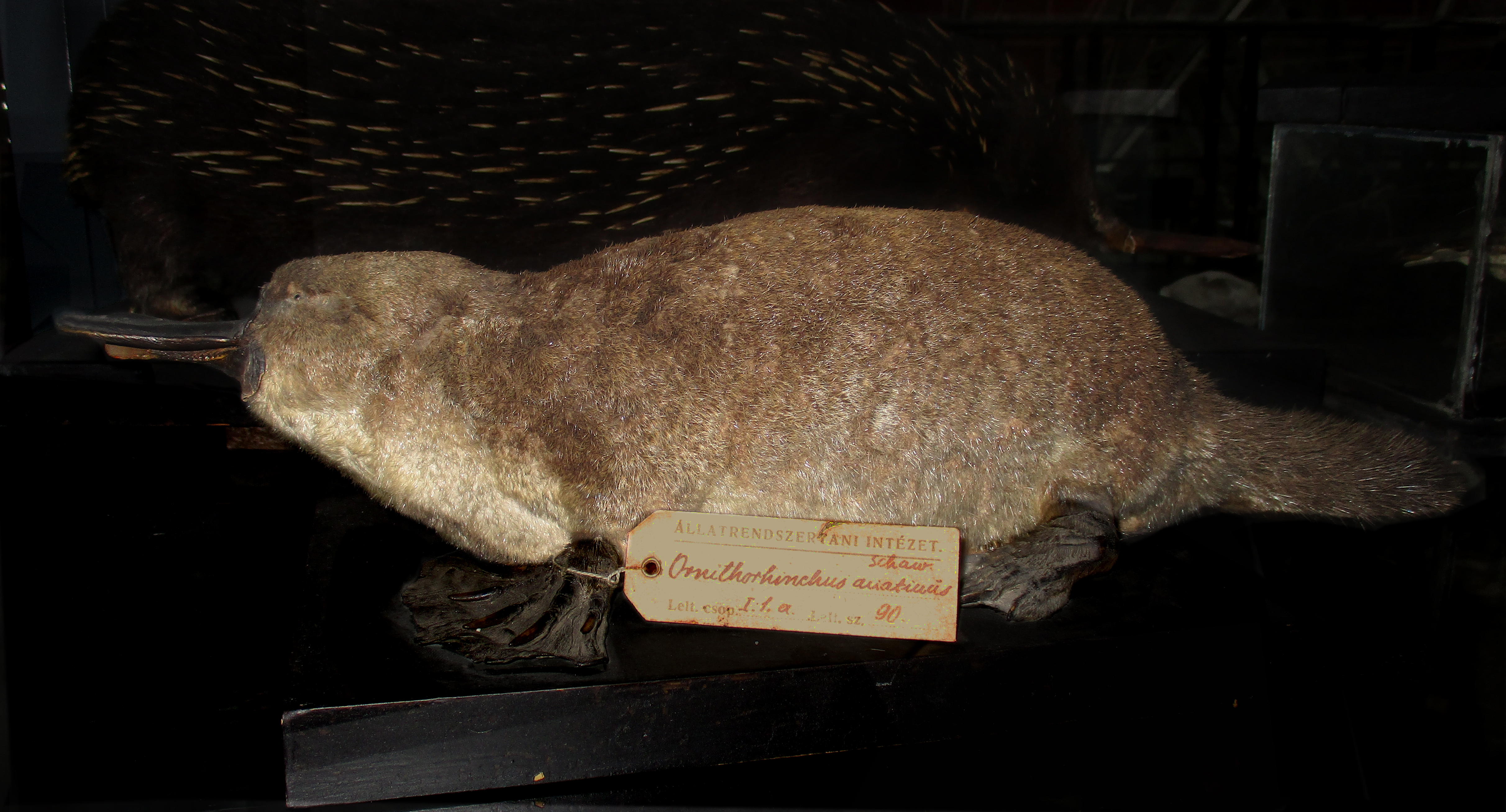 Specimen of Platypus in the Exhibition of the ELTE Natural History Museum