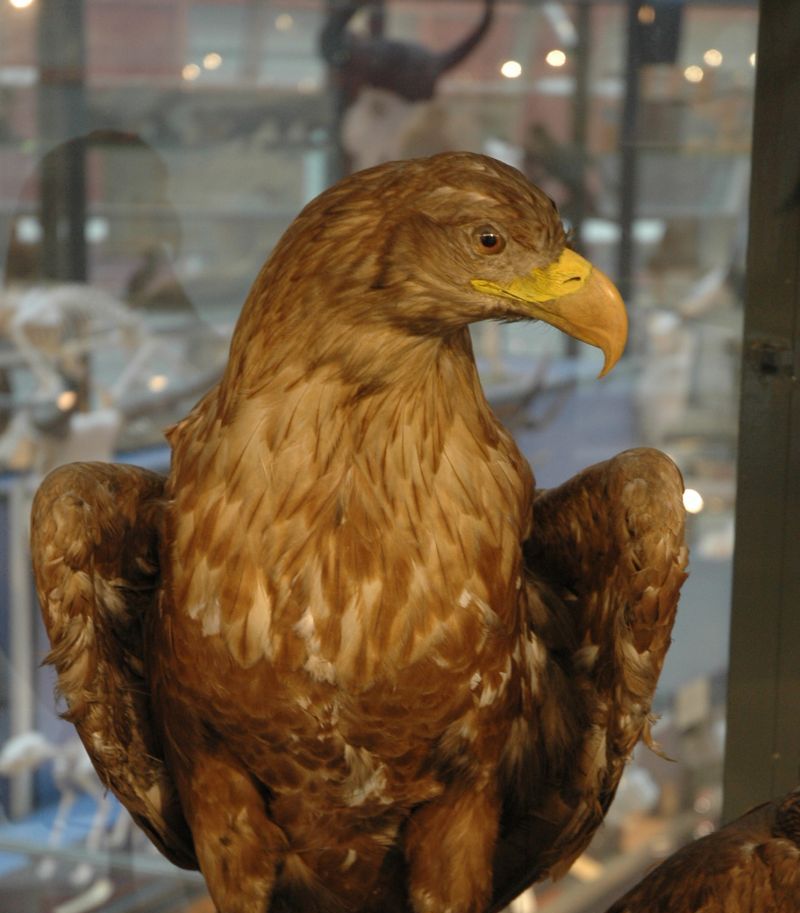 Golden Eagle at the Biological and Paleontological Exhibition of the ELTE Natural History Museum