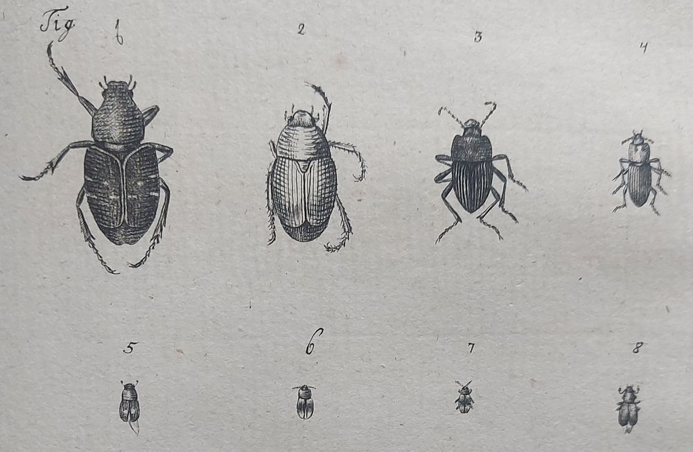 Piller szlavóniai utazásán gyűjtött bogarak ábrája