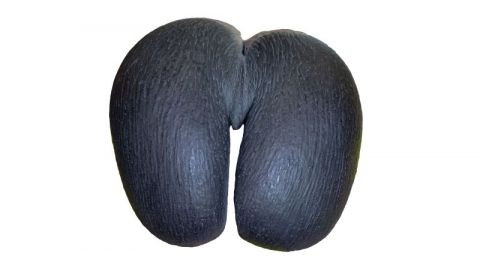 Maldivian nut